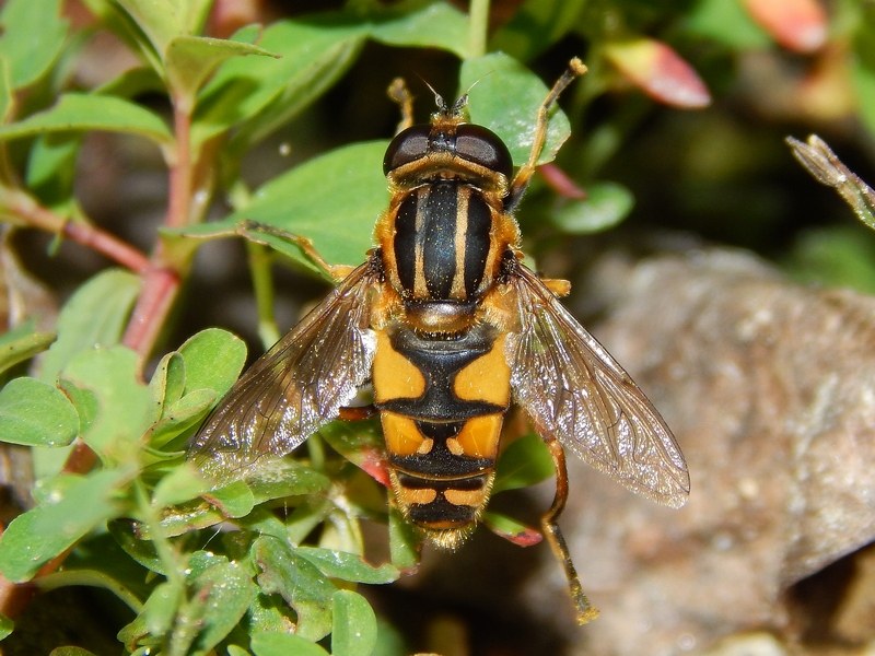 Serie di Syrphidae del Parco del Ticino